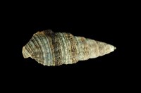 藏品(燒酒海蜷)的圖片